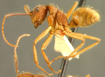 Media type: image; Entomology 9097   Aspect: habitus lateral view